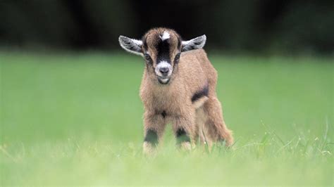 free pictures of baby goats