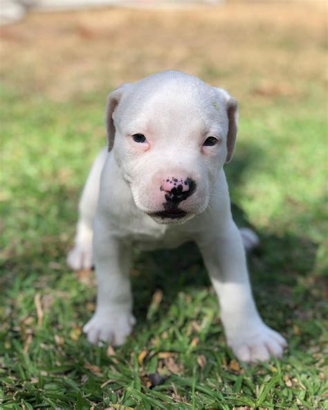 free pitbull puppies for sale