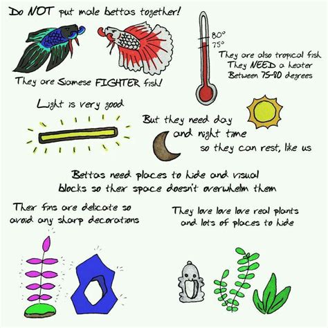 Free Printable Beta Fish Information Sheet