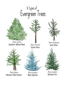 Free Printable Evergreen Trees