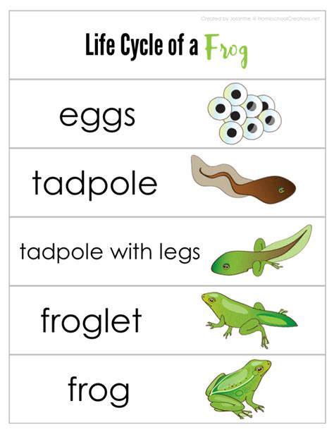 Free Printable Frog Life Cycle