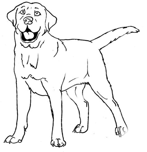 free printable labrador coloring pages