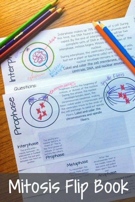 Free Printable Mitosis Flip Able