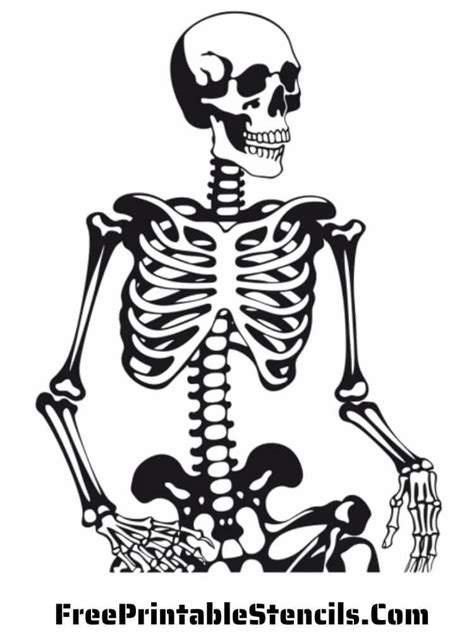 Human Skeleton Poster Human Skeleton Chart Paper