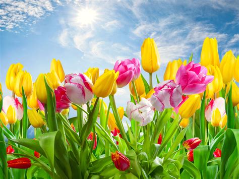 free spring flower background images