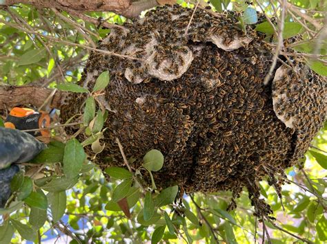 free wasp nest removal service near me