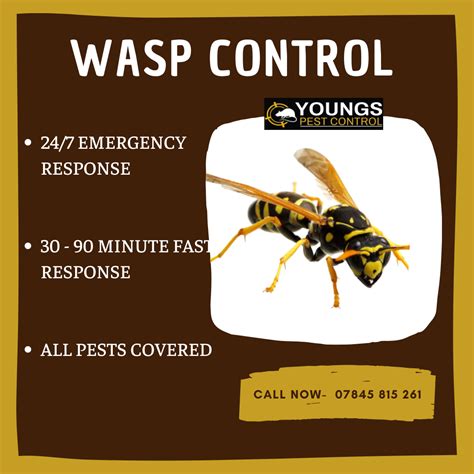 free wasp removal near me