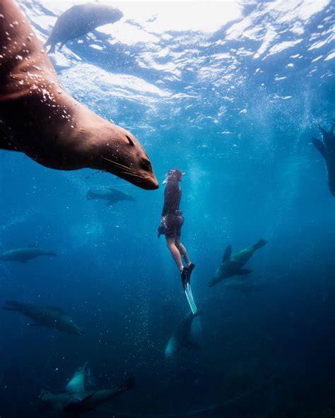 Freediving Jervis Bay