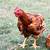 freedom ranger rooster