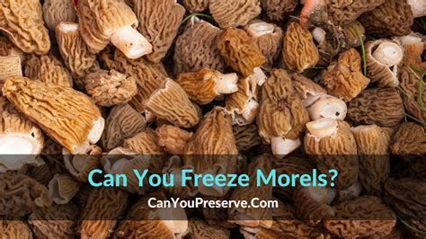 freeze morels
