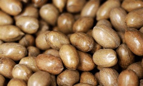 Freezing Pecans In The Shell