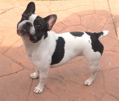 French Bulldog Tail Is It Cropped or Natural Born