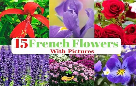 The myth of France's national flower Lily or iris? CGTN