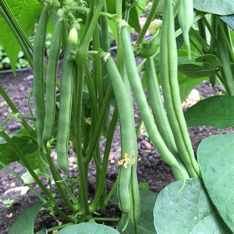 French Beans Low Carb