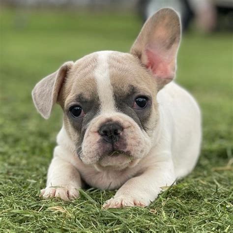 french bulldog puppies for sale in pa area