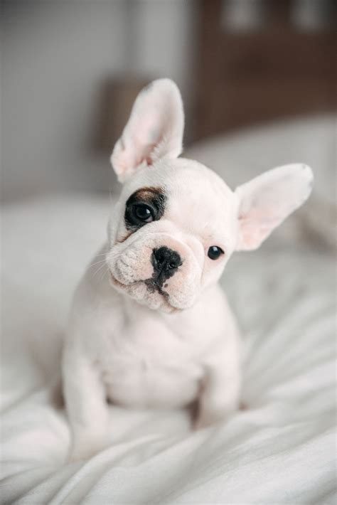 french bulldog puppy pictures