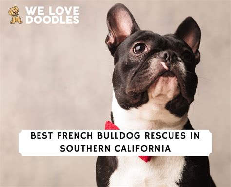 french bulldog southern california