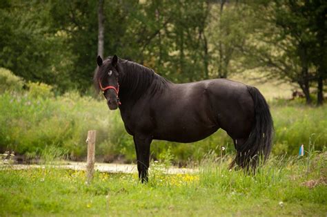 french canadian horses for sale