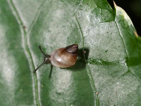 French Polynesia Snails