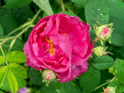 Discover Secrets Behind French Rose Charm