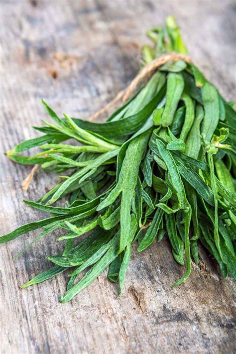 French Tarragon Uses