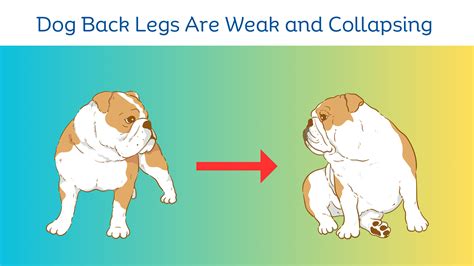 frenchie back legs not working