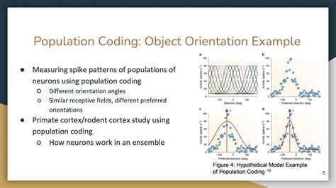 frequency coding vs population coding