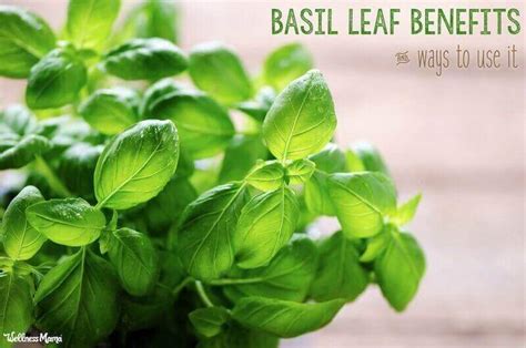 Fresh Basil Leaf Uses