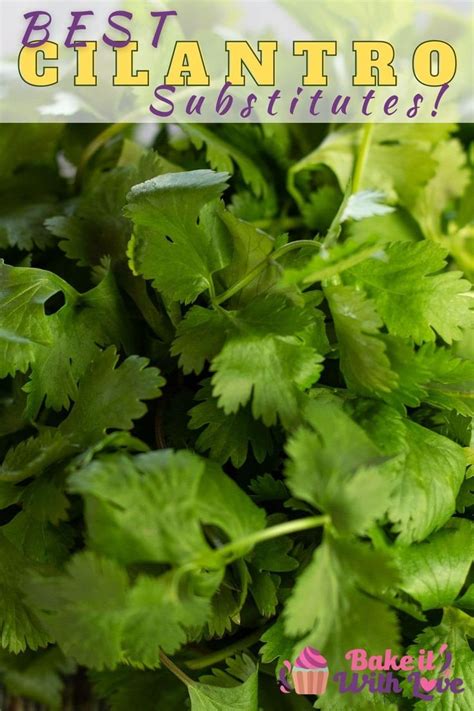 Fresh Cilantro Alternative