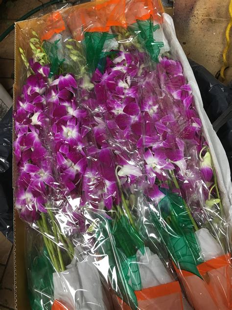 Fresh Cut Orchid Stems