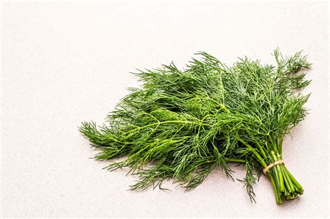 Fresh Dill Herb
