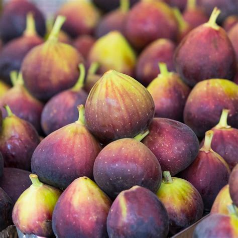 fresh figs for sale
