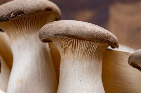 fresh king trumpet mushrooms