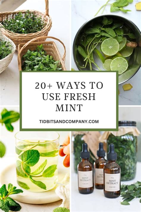 fresh mint uses