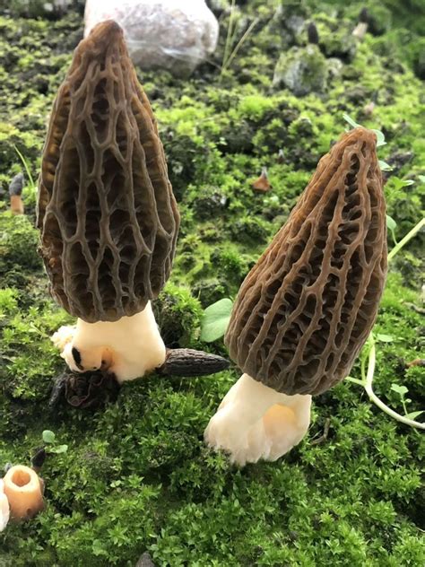 fresh morel mushroom price