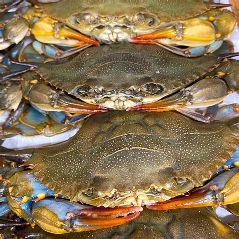 fresh soft shell crab