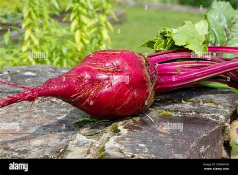 Freshly harvested beetroot