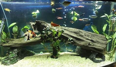 Freshwater Fish Tank Themes Ideas Colorful Glofish Glofish Aquarium Decorations