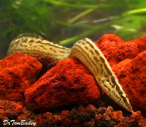 freshwater aquarium eels for sale