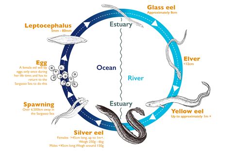 freshwater eel life cycle