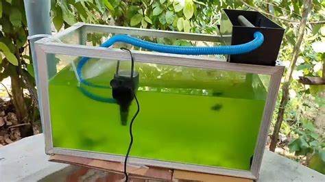 freshwater fish tank filter setup