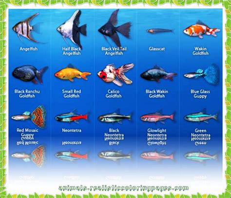 freshwater fish tank fish names