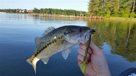 Freshwater Fishing North Carolina