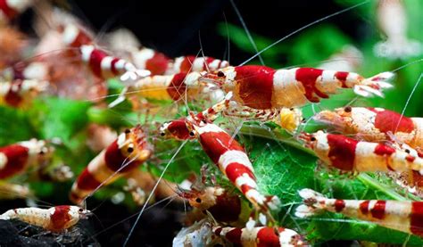 Freshwater Shrimp Needs