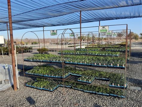 fresno nursery