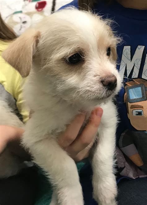 fresno pets craigslist