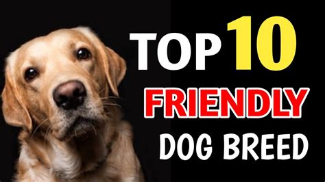 friendliest dog breeds ranked