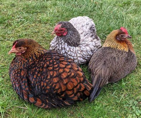 friendliest types of chickens