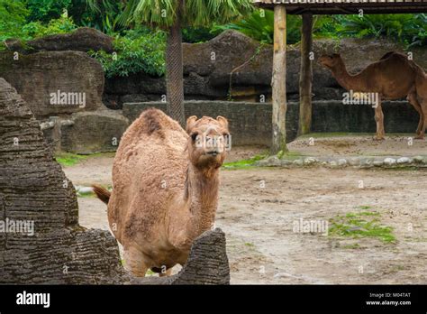 friendly dromedary
