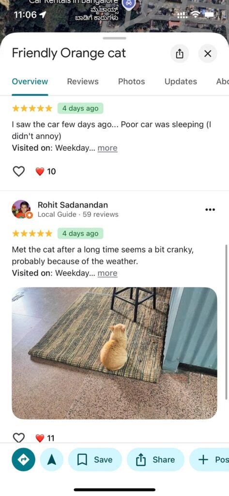 friendly orange cat landmark